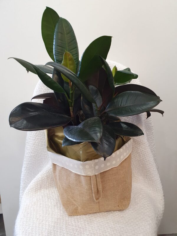 Rubber Plant