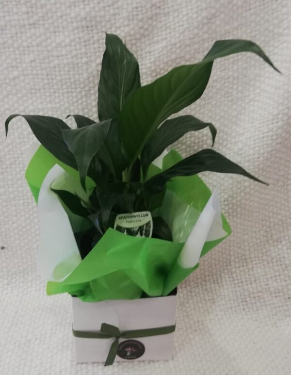 Peace Lily