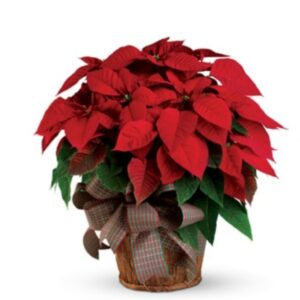 Potted Poinsettia