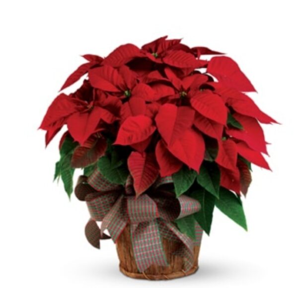 Potted Poinsettia