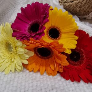 Gerbera Wrap