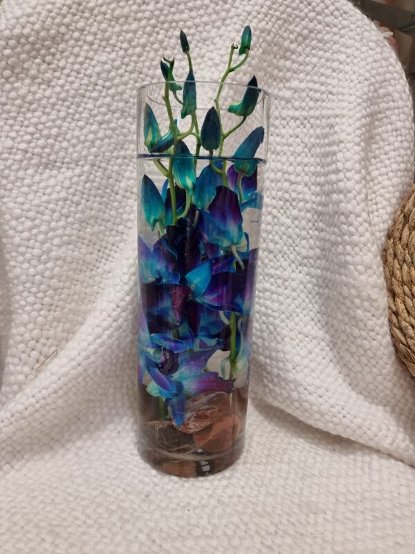 Perth Lock down Special.Orchid vase design