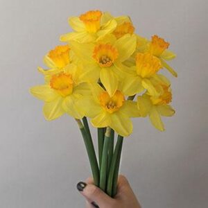 Locally Grown Daffodils, Cancer Research Month