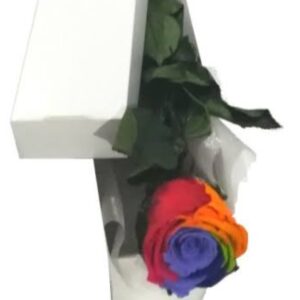 Single Fresh Rainbow Rose in a Presentation box