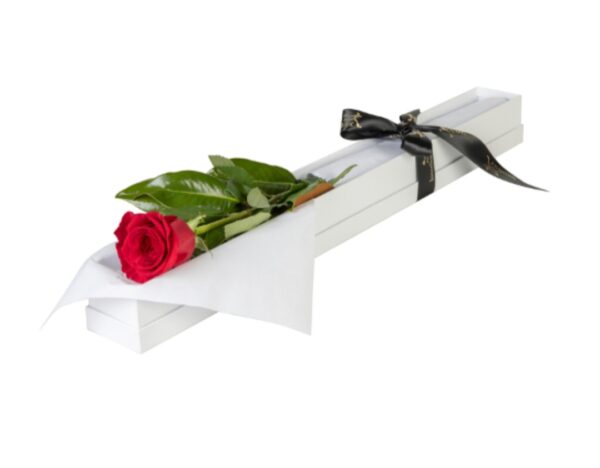 Special of the Month... Single Red Rose in a presentation Box
