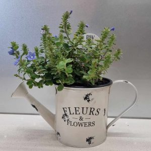 Watering Can with locally gown plant
