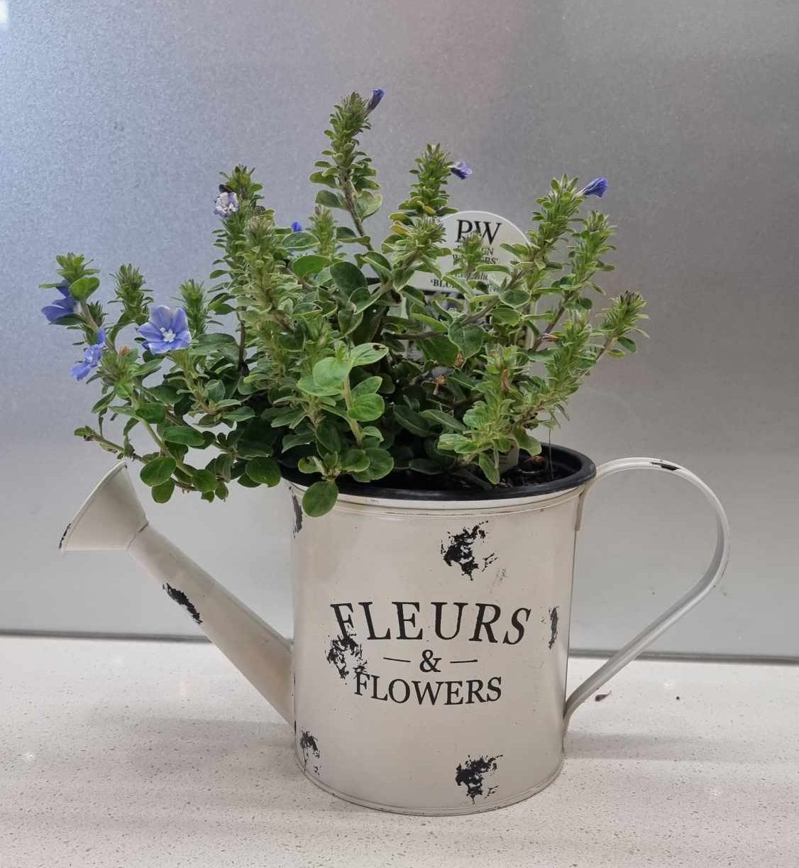 Watering Can with locally gown plant