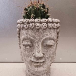 Stunning Budda pot with locally grown Cactus